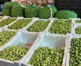 freshly cropped olives in Jordan
